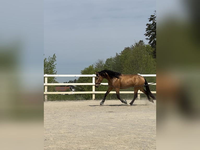 PRE Mestizo Caballo castrado 4 años 155 cm Bayo in Niederstaufen