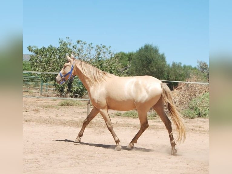 PRE Caballo castrado 4 años 155 cm Perla in Weißenhorn