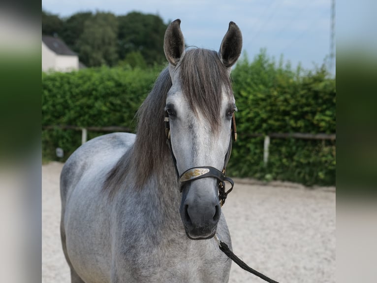 PRE Caballo castrado 4 años 155 cm Tordo in Neustadt (Wied)
