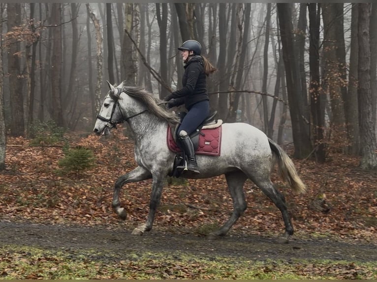 PRE Mestizo Caballo castrado 4 años 155 cm Tordo in Neustadt (Wied)