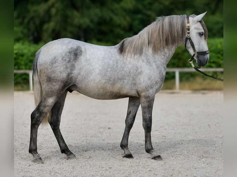 PRE Caballo castrado 4 años 155 cm Tordo in Neustadt (Wied)