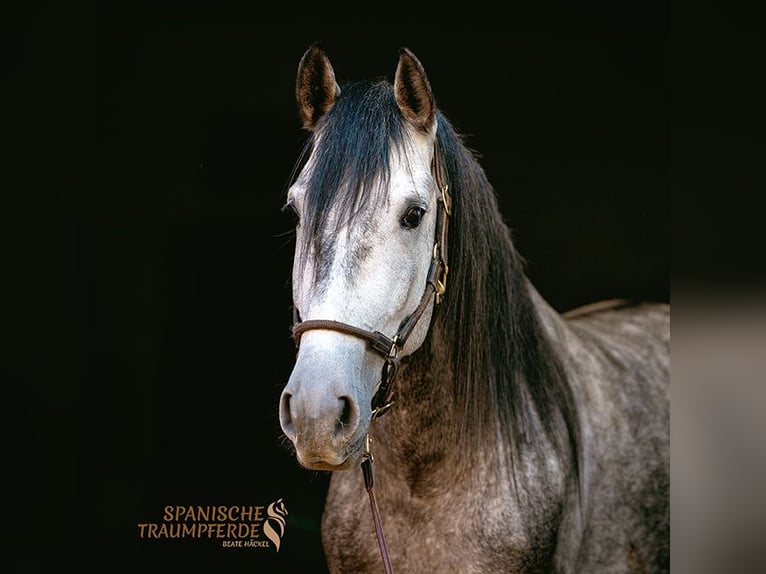 PRE Caballo castrado 4 años 155 cm Tordo in Stipsdorf
