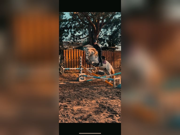 PRE Mestizo Caballo castrado 4 años 155 cm Tordo rodado in Rommerskirchen
