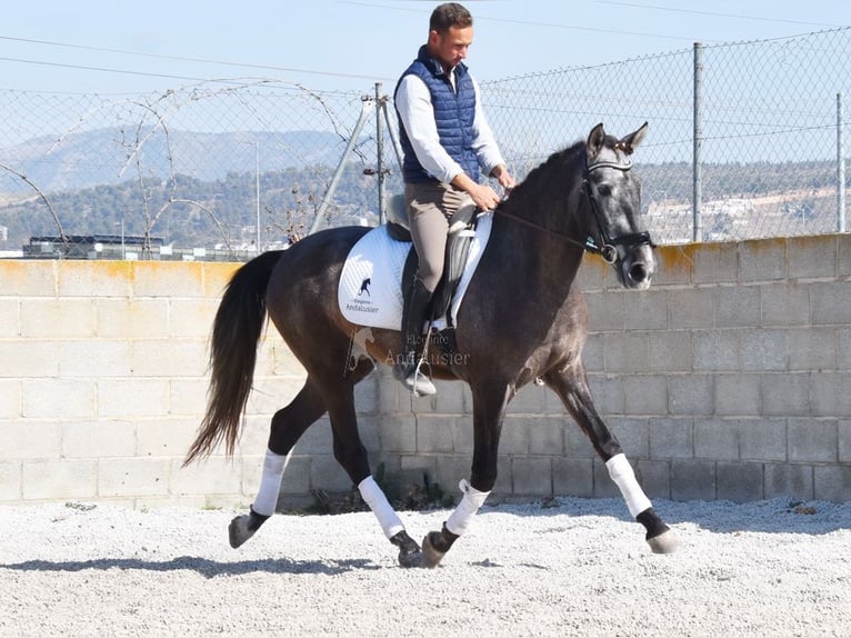 PRE Caballo castrado 4 años 155 cm Tordo in Provinz Granada