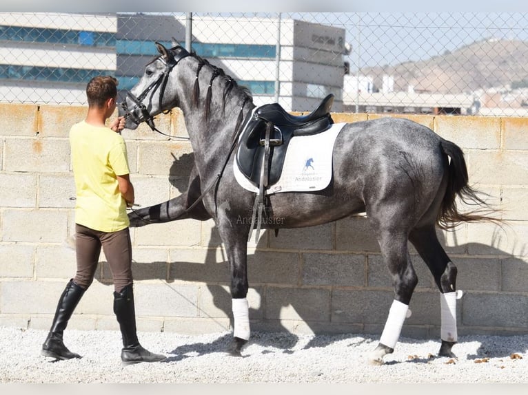 PRE Caballo castrado 4 años 155 cm Tordo in Provinz Granada PRE Caballo castrado 4 años 155 cm Tordo in Provinz Granada