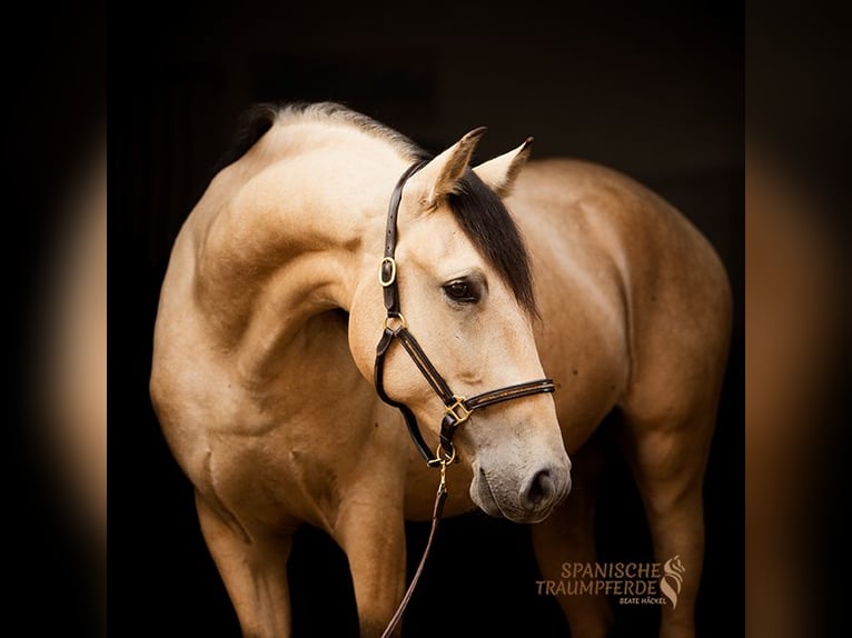 PRE Mestizo Caballo castrado 4 años 156 cm Bayo in Traventhal
