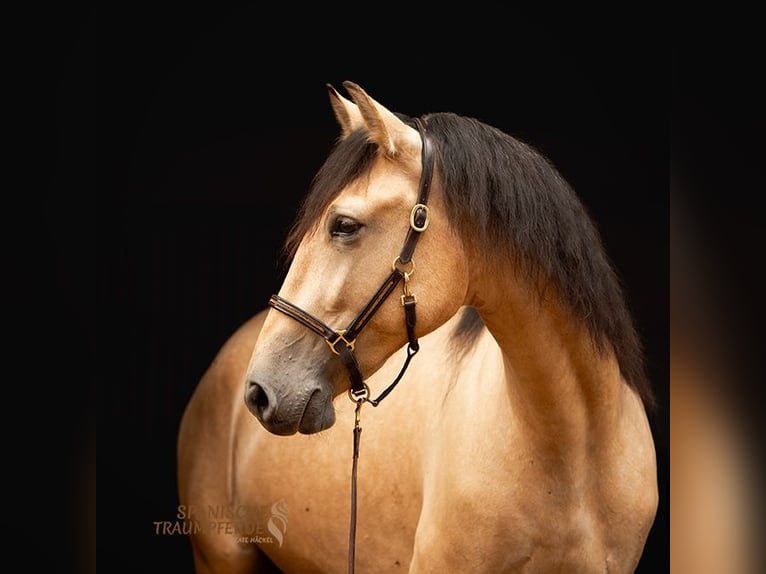 PRE Mestizo Caballo castrado 4 años 156 cm Bayo in Traventhal