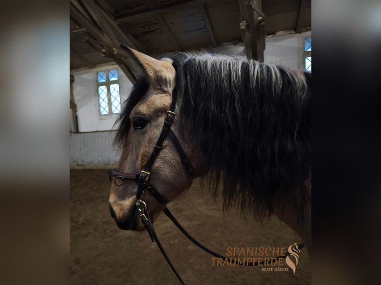 PRE Mestizo Caballo castrado 4 años 156 cm Bayo in Traventhal