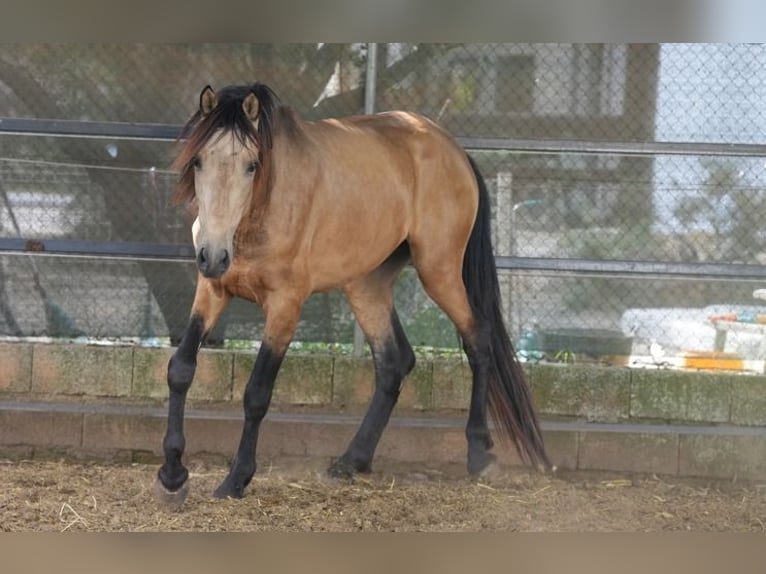 PRE Mestizo Caballo castrado 4 años 156 cm Bayo in Valencia