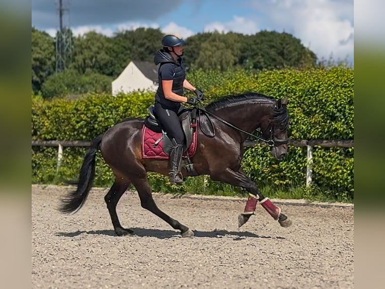 PRE Caballo castrado 4 años 156 cm Castaño oscuro in Neustadt (Wied)