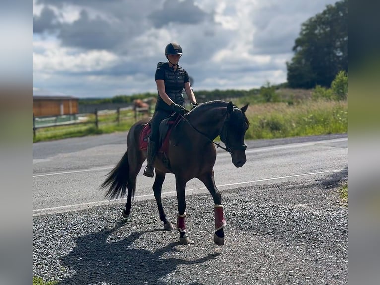 PRE Caballo castrado 4 años 156 cm Castaño oscuro in Neustadt (Wied)