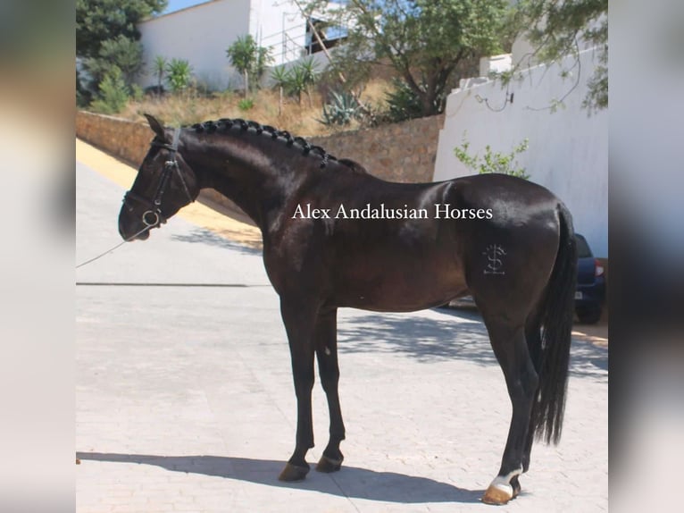 PRE Mestizo Caballo castrado 4 años 156 cm Negro in Sevilla