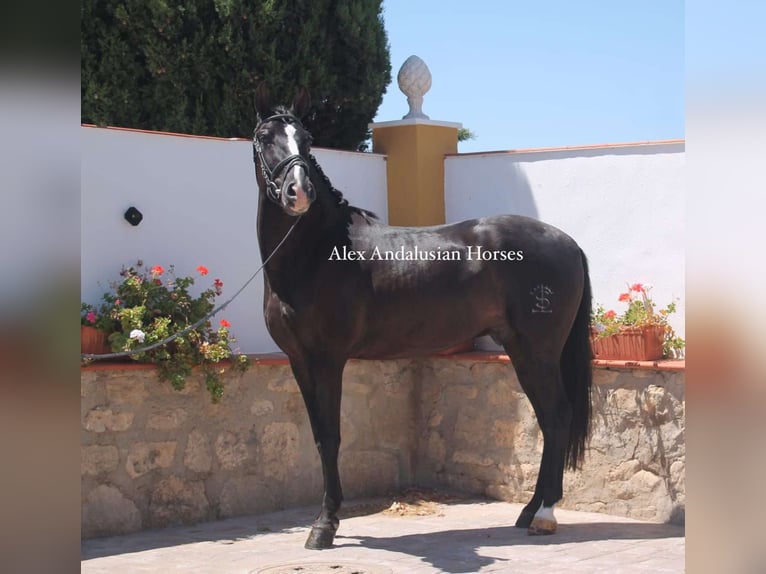 PRE Mestizo Caballo castrado 4 años 156 cm Negro in Sevilla