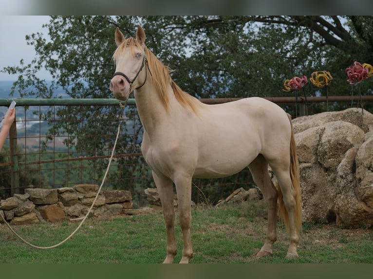 PRE Mestizo Caballo castrado 4 años 156 cm Perlino in Hamburg