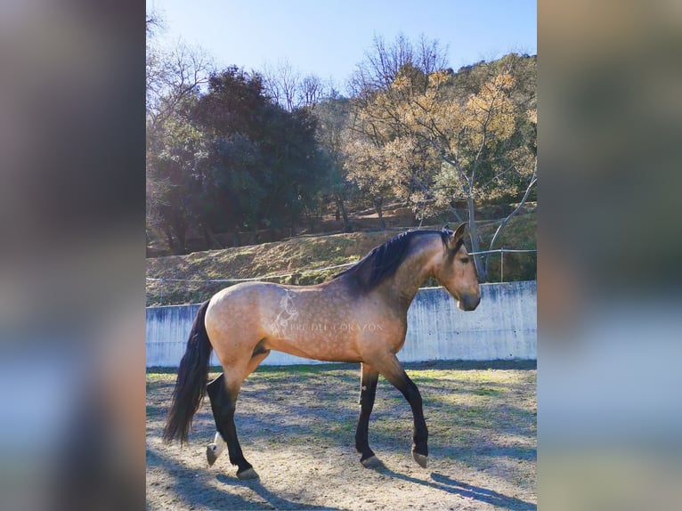 PRE Mestizo Caballo castrado 4 años 156 cm Perlino in Hamburg