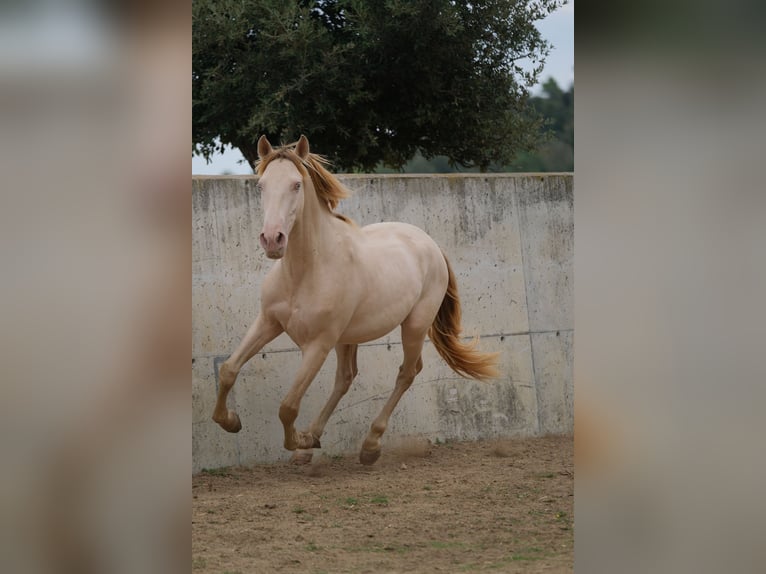 PRE Mestizo Caballo castrado 4 años 156 cm Perlino in Hamburg