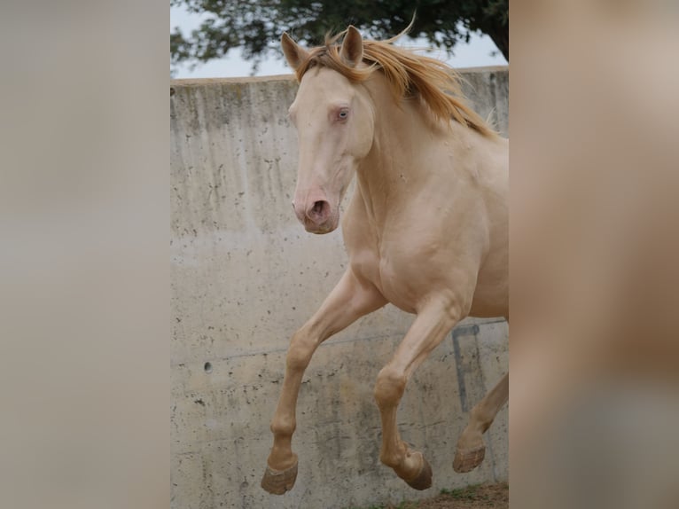 PRE Mestizo Caballo castrado 4 años 156 cm Perlino in Hamburg