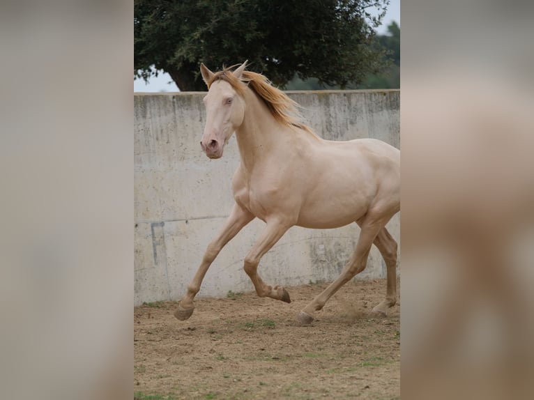 PRE Mestizo Caballo castrado 4 años 156 cm Perlino in Hamburg