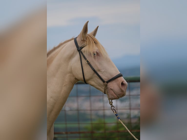 PRE Mestizo Caballo castrado 4 años 156 cm Perlino in Hamburg