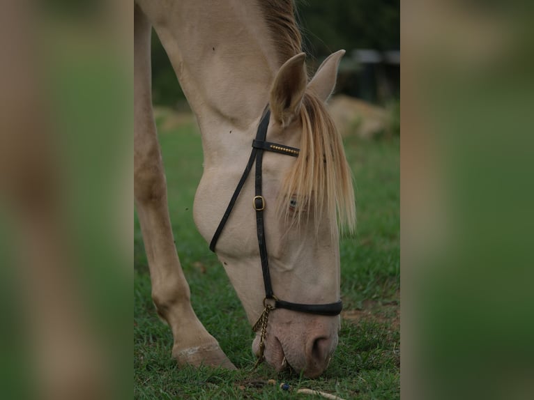 PRE Mestizo Caballo castrado 4 años 156 cm Perlino in Hamburg