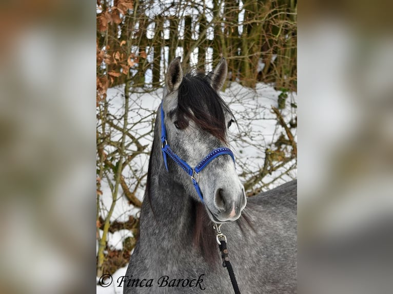 PRE Mestizo Caballo castrado 4 años 156 cm Tordo in Wiebelsheim