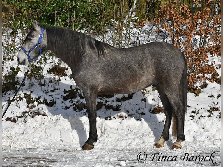 PRE Mestizo Caballo castrado 4 años 156 cm Tordo in Wiebelsheim