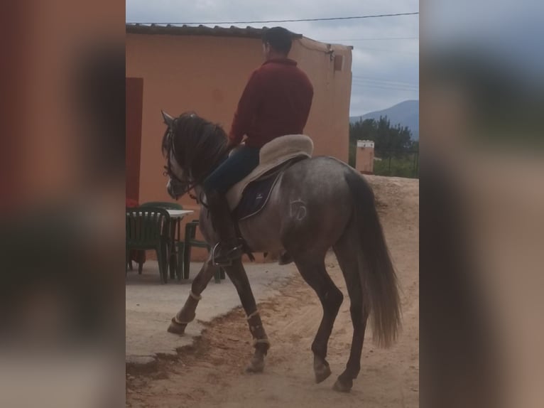 PRE Caballo castrado 4 años 156 cm Tordo rodado in Pedralba