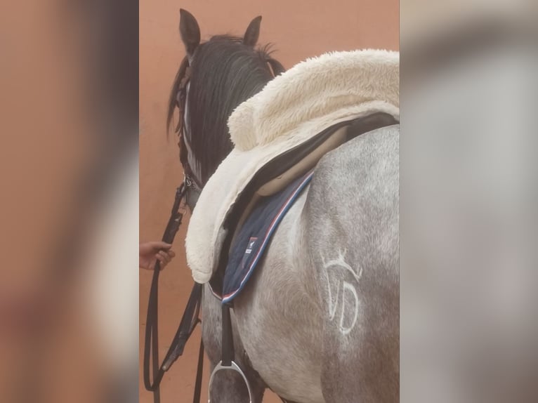 PRE Caballo castrado 4 años 156 cm Tordo rodado in Pedralba