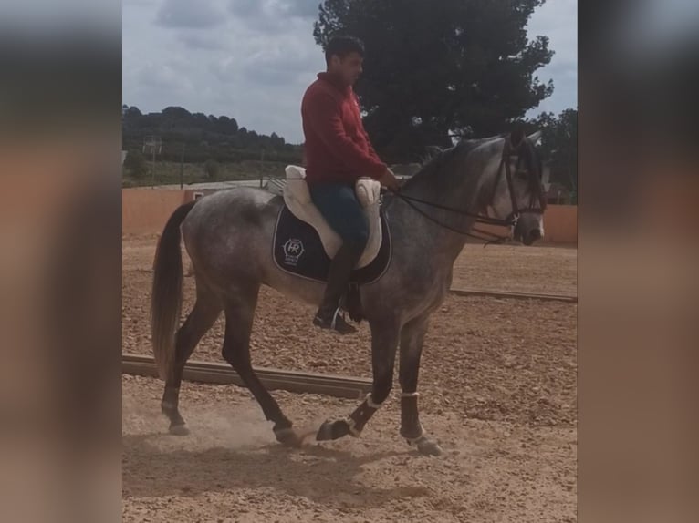 PRE Caballo castrado 4 años 156 cm Tordo rodado in Pedralba