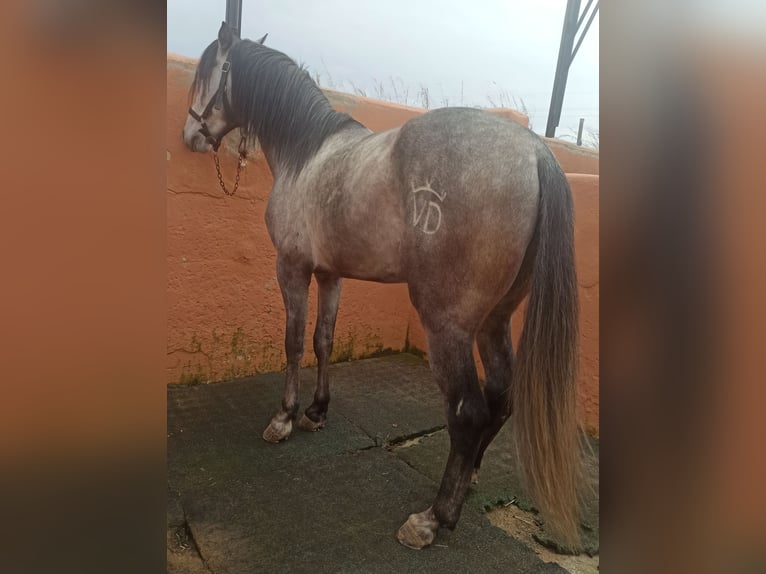 PRE Caballo castrado 4 años 156 cm Tordo rodado in Pedralba