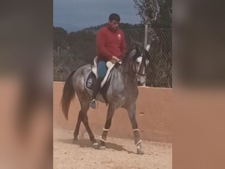 PRE Caballo castrado 4 años 156 cm Tordo rodado in Pedralba