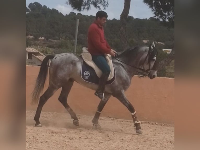 PRE Caballo castrado 4 años 156 cm Tordo rodado in Pedralba