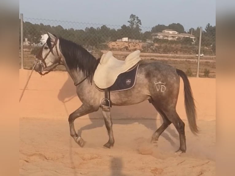 PRE Caballo castrado 4 años 156 cm Tordo rodado in Pedralba