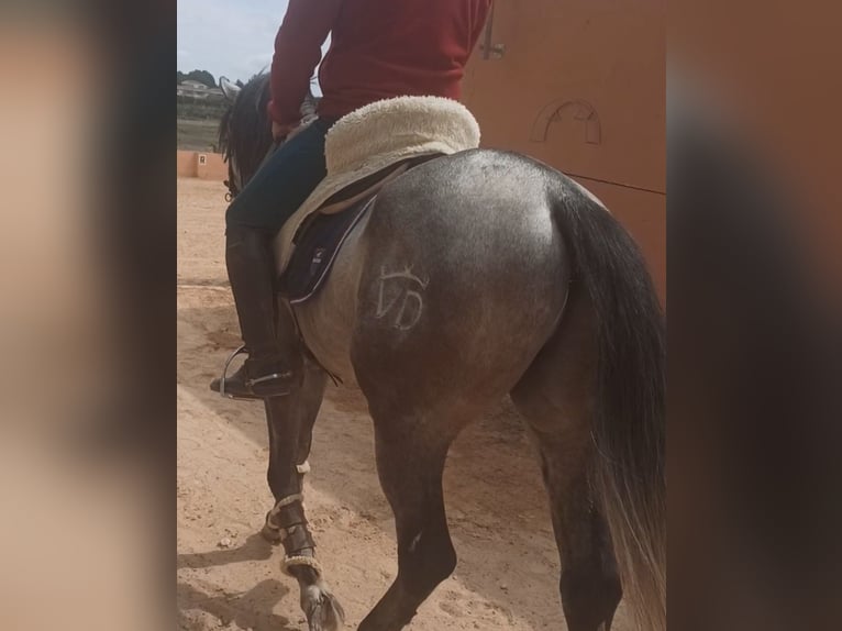 PRE Caballo castrado 4 años 156 cm Tordo rodado in Pedralba