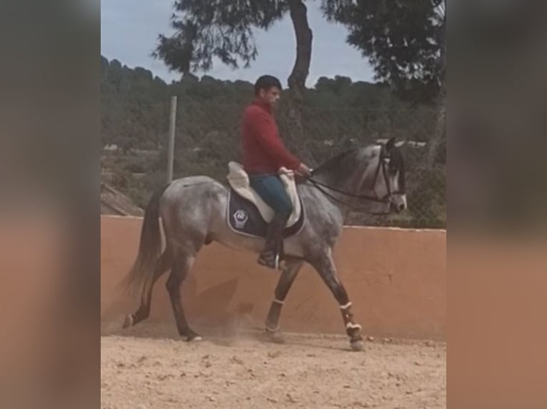 PRE Caballo castrado 4 años 156 cm Tordo rodado in Pedralba
