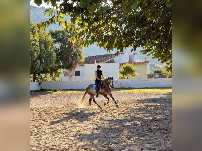 PRE Mestizo Caballo castrado 4 años 156 cm Tordo rodado in Gandia