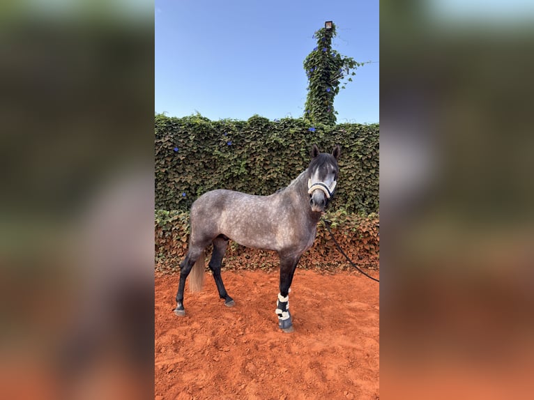 PRE Mestizo Caballo castrado 4 años 156 cm Tordo rodado in Gandia