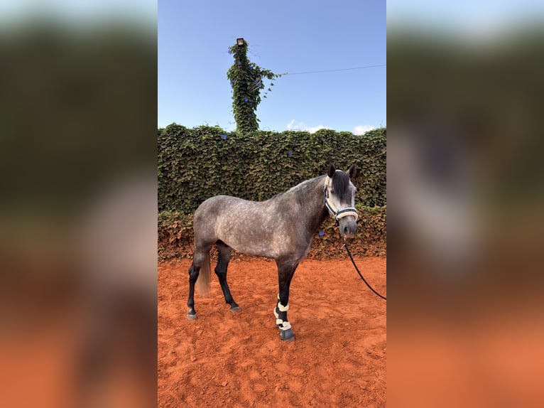 PRE Mestizo Caballo castrado 4 años 156 cm Tordo rodado in Gandia