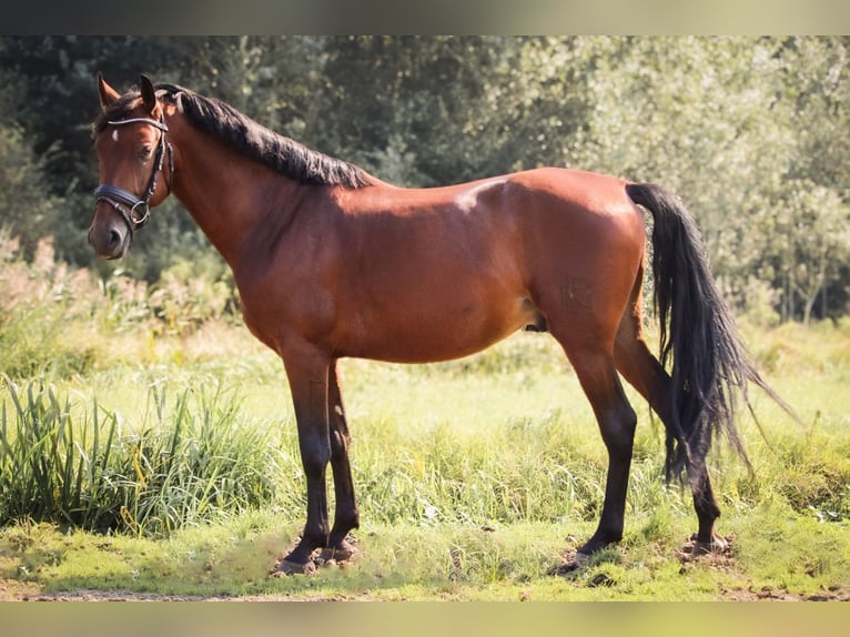 PRE Mestizo Caballo castrado 4 años 157 cm Castaño in Lisserbroek