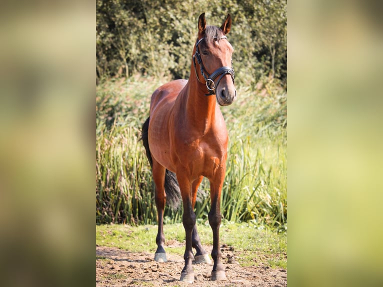 PRE Mestizo Caballo castrado 4 años 157 cm Castaño in Lisserbroek