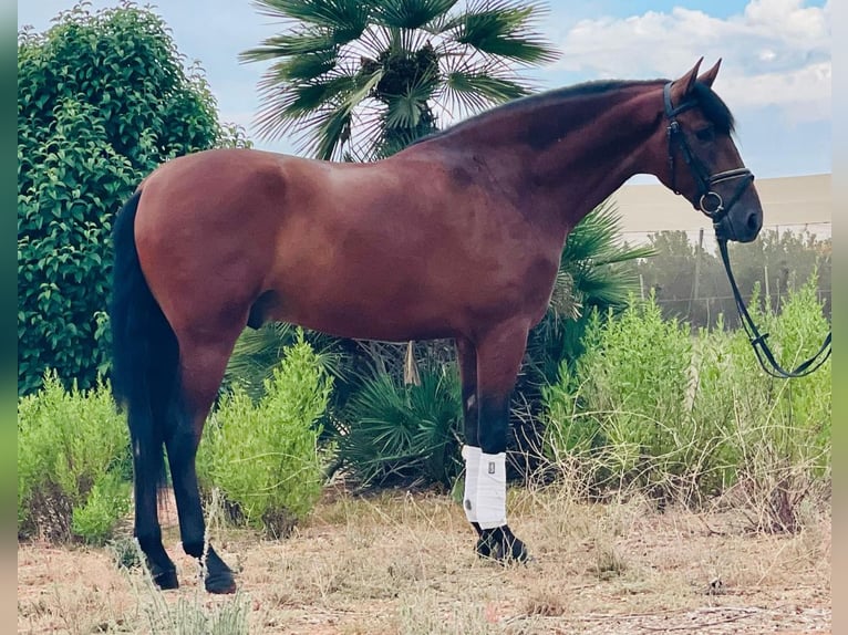 PRE Mestizo Caballo castrado 4 años 157 cm Castaño oscuro in Martfeld