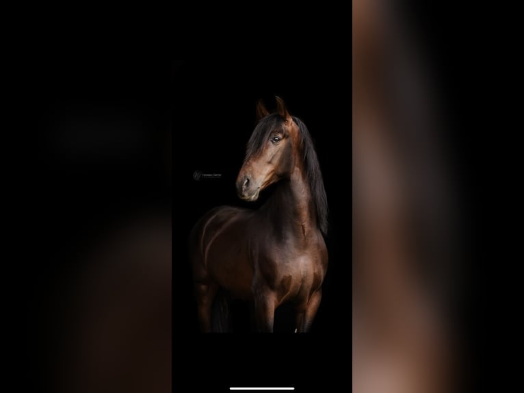 PRE Caballo castrado 4 años 157 cm Castaño oscuro in WindhagenWindhagen