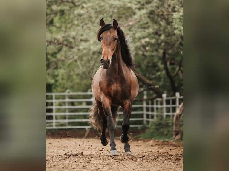 PRE Caballo castrado 4 años 157 cm Castaño oscuro in WindhagenWindhagen