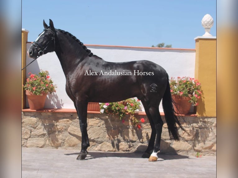 PRE Mestizo Caballo castrado 4 años 157 cm Negro in Sevilla