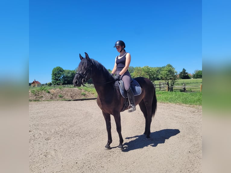 PRE Mestizo Caballo castrado 4 años 157 cm Negro in Karlshuld