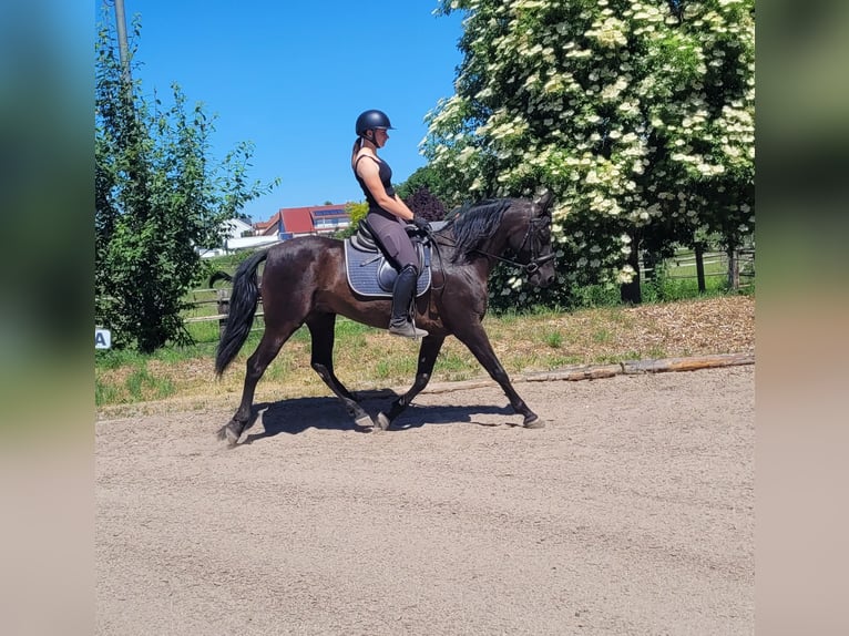 PRE Mestizo Caballo castrado 4 años 157 cm Negro in Karlshuld