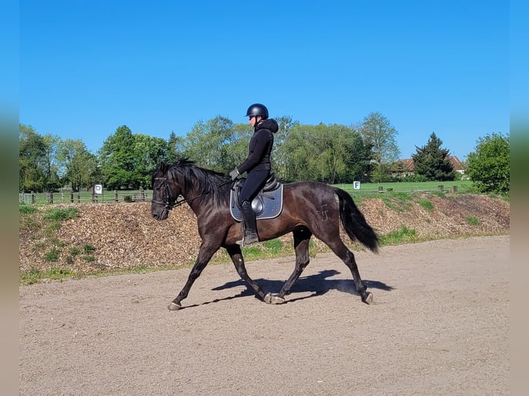 PRE Mestizo Caballo castrado 4 años 157 cm Negro in Karlshuld