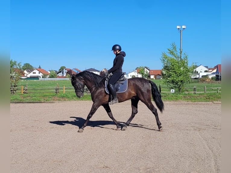 PRE Mestizo Caballo castrado 4 años 157 cm Negro in Karlshuld