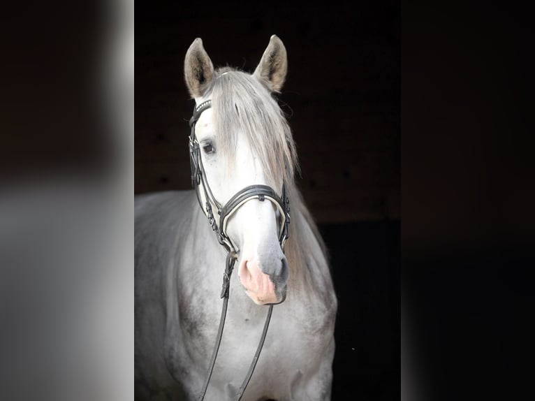 PRE Mestizo Caballo castrado 4 años 157 cm Tordo in Affoltern am Albis