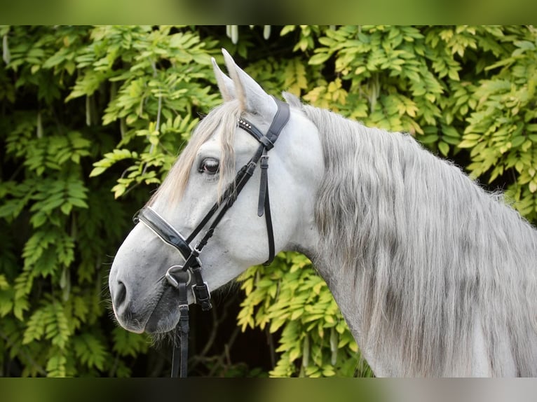 PRE Mestizo Caballo castrado 4 años 157 cm Tordo in Affoltern am Albis